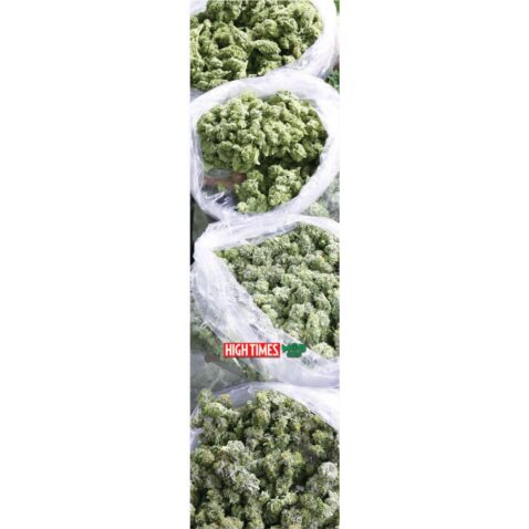 Mob Grip High Times The Goods Griptape Green